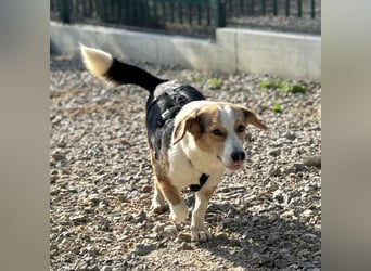 Nena eine besondere Hündin