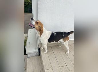 Lucky - Vier lange Jahre