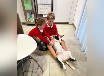 Trasto - Beagle Senior sucht lebensfrohe Familie Trasto - Beagle Senior sucht lebensfrohe Familie