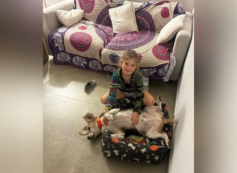 Trasto - Beagle Senior sucht lebensfrohe Familie Trasto - Beagle Senior sucht lebensfrohe Familie