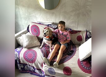 Trasto - Beagle Senior sucht lebensfrohe Familie Trasto - Beagle Senior sucht lebensfrohe Familie