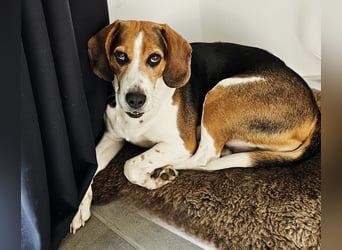 Karamell: wo soll ich denn hin? Notfall!