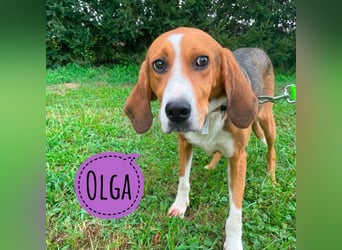 Olga ein gebrochener Engel