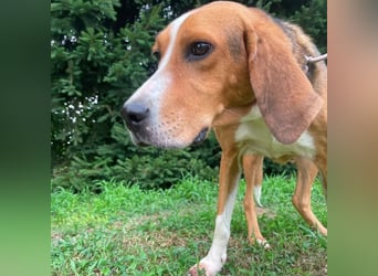Olga ein gebrochener Engel