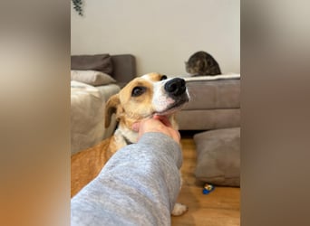 Süßer, rundum netter Beagle Corgi ähnl.  Hundejunge, 2,5J., gepflegt, kastriert