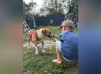 Süßer, rundum netter Beagle Corgi ähnl.  Hundejunge, 2,5J., gepflegt, kastriert