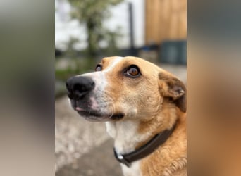 Süßer, rundum netter Beagle Corgi ähnl.  Hundejunge, 2,5J., gepflegt, kastriert