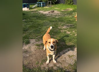 Süßer, rundum netter Beagle Corgi ähnl.  Hundejunge, 2,5J., gepflegt, kastriert