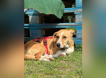 Süßer, rundum netter Beagle Corgi ähnl.  Hundejunge, 2,5J., gepflegt, kastriert