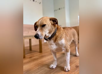 Süßer, rundum netter Beagle Corgi ähnl.  Hundejunge, 2,5J., gepflegt, kastriert