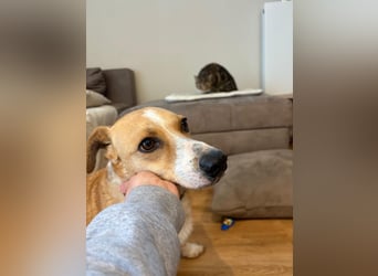 Süßer, rundum netter Beagle Corgi ähnl.  Hundejunge, 2,5J., gepflegt, kastriert