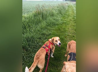 Süßer, rundum netter Beagle Corgi ähnl.  Hundejunge, 2,5J., gepflegt, kastriert