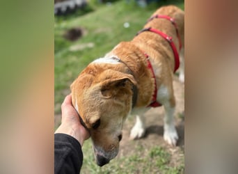 Süßer, rundum netter Beagle Corgi ähnl.  Hundejunge, 2,5J., gepflegt, kastriert