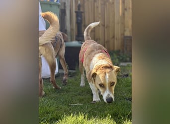 Süßer, rundum netter Beagle Corgi ähnl.  Hundejunge, 2,5J., gepflegt, kastriert