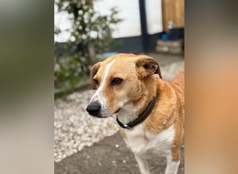 Süßer, rundum netter Beagle Corgi ähnl.  Hundejunge, 2,5J., gepflegt, kastriert