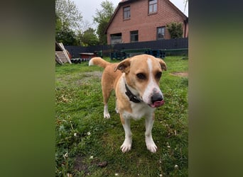 Süßer, rundum netter Beagle Corgi ähnl.  Hundejunge, 2,5J., gepflegt, kastriert