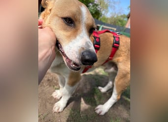 Süßer, rundum netter Beagle Corgi ähnl.  Hundejunge, 2,5J., gepflegt, kastriert
