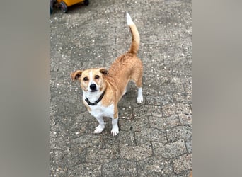 Süßer, rundum netter Beagle Corgi ähnl.  Hundejunge, 2,5J., gepflegt, kastriert