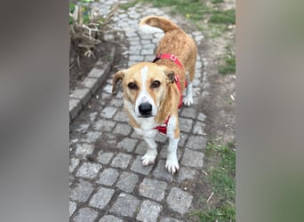Süßer, rundum netter Beagle Corgi ähnl.  Hundejunge, 2,5J., gepflegt, kastriert