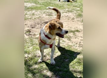 Süßer, rundum netter Beagle Corgi ähnl.  Hundejunge, 2,5J., gepflegt, kastriert