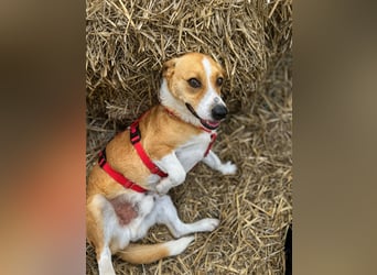 Süßer, rundum netter Beagle Corgi ähnl.  Hundejunge, 2,5J., gepflegt, kastriert