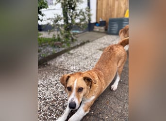 Süßer, rundum netter Beagle Corgi ähnl.  Hundejunge, 2,5J., gepflegt, kastriert
