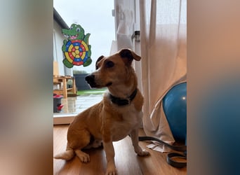 Süßer, rundum netter Beagle Corgi ähnl.  Hundejunge, 2,5J., gepflegt, kastriert
