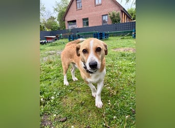 Süßer, rundum netter Beagle Corgi ähnl.  Hundejunge, 2,5J., gepflegt, kastriert
