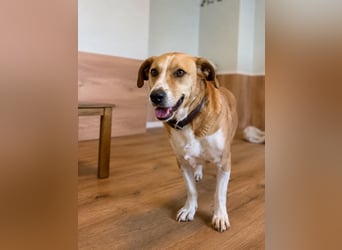 Süßer, rundum netter Beagle Corgi ähnl.  Hundejunge, 2,5J., gepflegt, kastriert