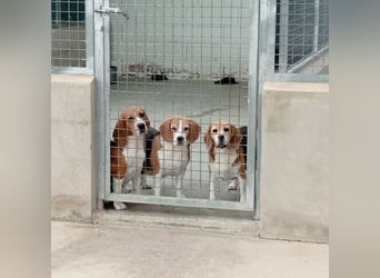 Liebenswürdige SABINA-sucht ein echtes, liebevolles Für-immer-Zuhause