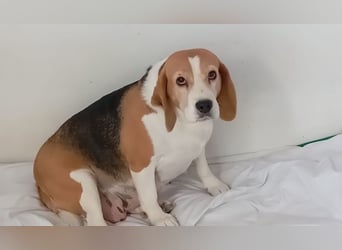 Liebenswürdige SABINA-sucht ein echtes, liebevolles Für-immer-Zuhause