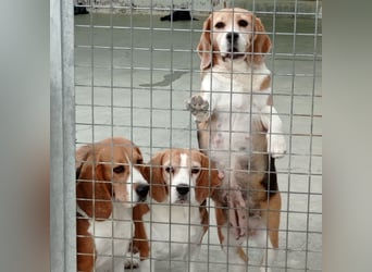 Liebenswürdige SABINA-sucht ein echtes, liebevolles Für-immer-Zuhause