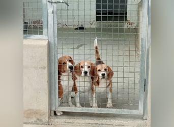 Liebenswürdige SABINA-sucht ein echtes, liebevolles Für-immer-Zuhause