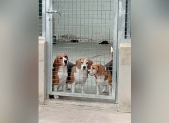 ABRIL-sehr liebes, zugewandtes Beagelmädchen sucht sehnsüchtig ihr liebevolles Zuhause