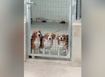 ABRIL-sehr liebes, zugewandtes Beagelmädchen sucht sehnsüchtig ihr liebevolles Zuhause