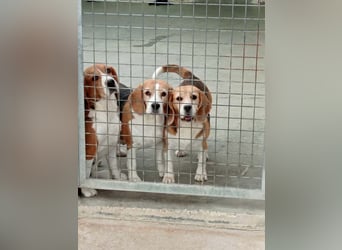 ABRIL-sehr liebes, zugewandtes Beagelmädchen sucht sehnsüchtig ihr liebevolles Zuhause