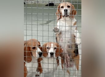 ABRIL-sehr liebes, zugewandtes Beagelmädchen sucht sehnsüchtig ihr liebevolles Zuhause