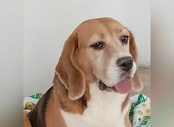 ABRIL-sehr liebes, zugewandtes Beagelmädchen sucht sehnsüchtig ihr liebevolles Zuhause