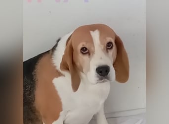 Liebenswürdige SABINA-sucht ein echtes, liebevolles Für-immer-Zuhause