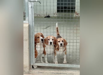 ABRIL-sehr liebes, zugewandtes Beagelmädchen sucht sehnsüchtig ihr liebevolles Zuhause