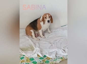 Liebenswürdige SABINA-sucht ein echtes, liebevolles Für-immer-Zuhause