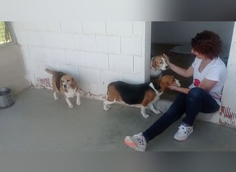 ABRIL-sehr liebes, zugewandtes Beagelmädchen sucht sehnsüchtig ihr liebevolles Zuhause