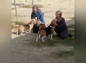 Liebenswürdige SABINA-sucht ein echtes, liebevolles Für-immer-Zuhause
