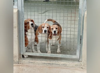 Liebenswürdige SABINA-sucht ein echtes, liebevolles Für-immer-Zuhause