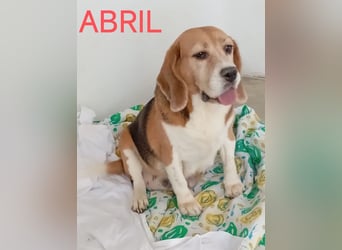 ABRIL-sehr liebes, zugewandtes Beagelmädchen sucht sehnsüchtig ihr liebevolles Zuhause