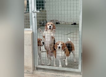 ABRIL-sehr liebes, zugewandtes Beagelmädchen sucht sehnsüchtig ihr liebevolles Zuhause