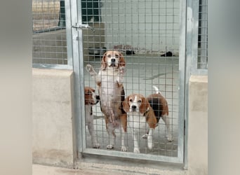 Liebenswürdige SABINA-sucht ein echtes, liebevolles Für-immer-Zuhause