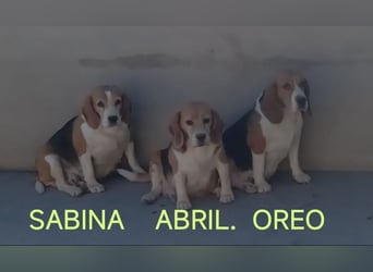 Liebenswürdige SABINA-sucht ein echtes, liebevolles Für-immer-Zuhause