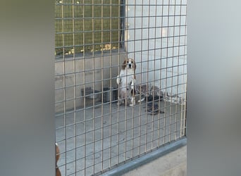 Liebenswürdige SABINA-sucht ein echtes, liebevolles Für-immer-Zuhause