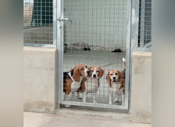 Liebenswürdige SABINA-sucht ein echtes, liebevolles Für-immer-Zuhause